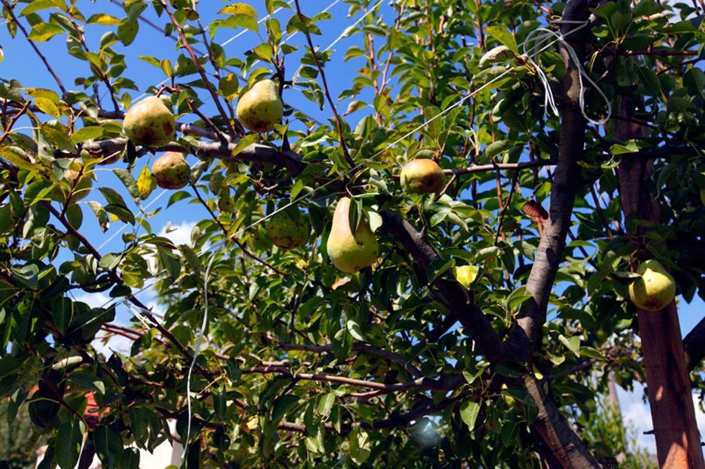 Azienda Agrituristica Pericle Montella Bagian luar foto
