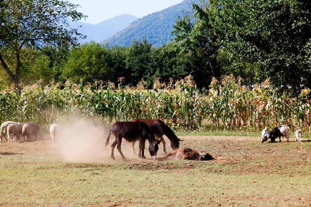 Azienda Agrituristica Pericle Montella Bagian luar foto