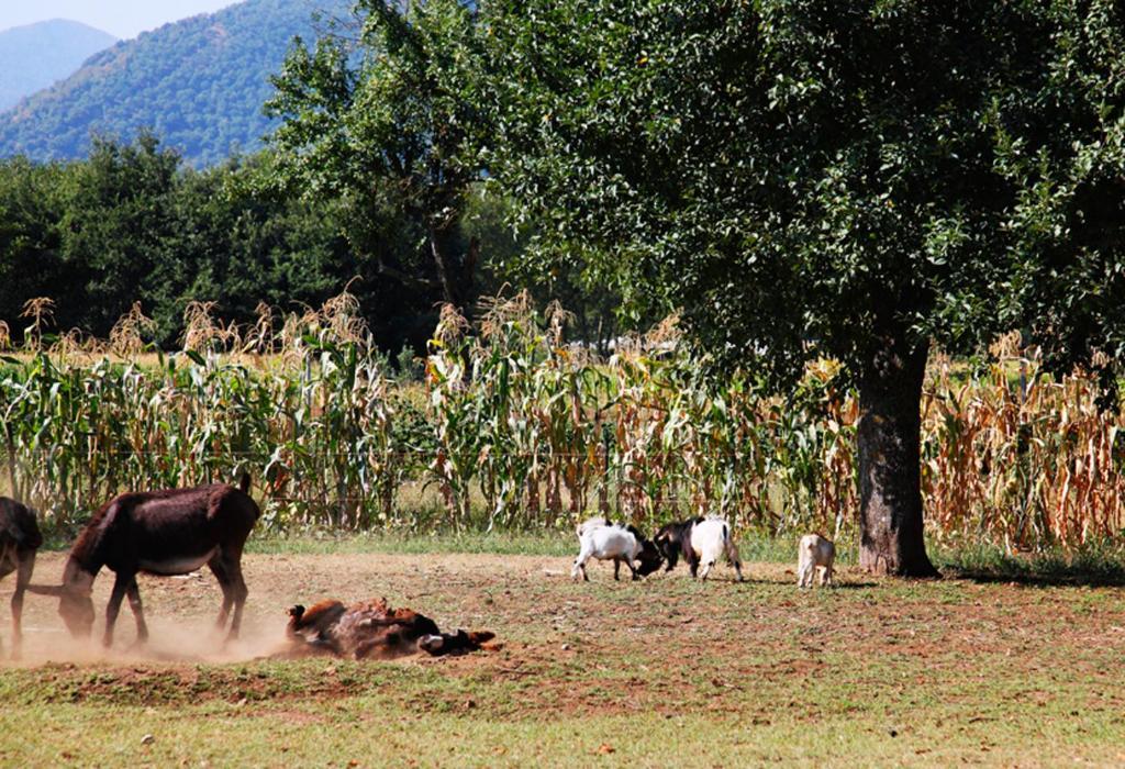 Azienda Agrituristica Pericle Montella Bagian luar foto