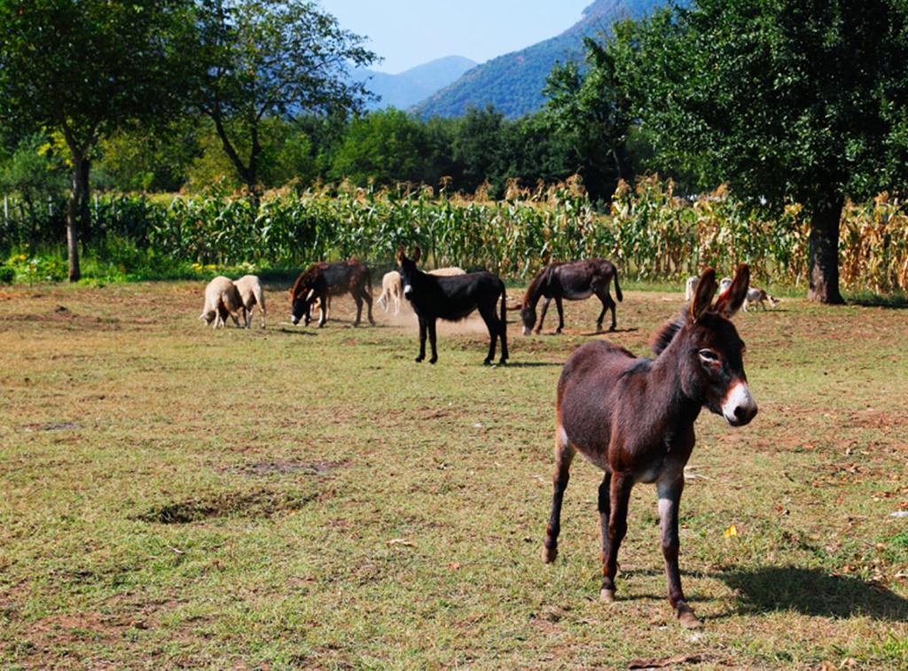 Azienda Agrituristica Pericle Montella Bagian luar foto