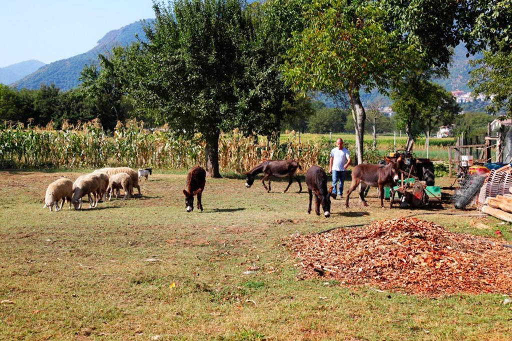 Azienda Agrituristica Pericle Montella Bagian luar foto